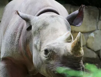 Носорог уби гледача си, рани тежко зоолог 