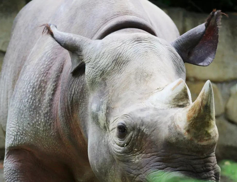 Знаете ли колко рога има белият носорог?