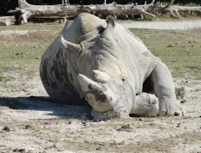 Полицията в Южна Африка иззе 100 рога от носорози 