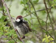 Предпазване на посевите от птици - лесни и безопасни начини
