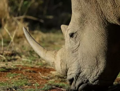 Рядък бял носорог се роди в белгийски зоопарк (ВИДЕО)
