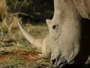 Индонезия празнува раждането на рядък вид носорог (ВИДЕО)