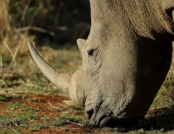 6 видове, които трябваше да изчезнат завинаги, вместо белия носорог   