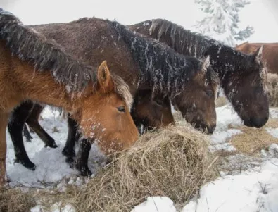 Десетки коне са оставени да бедстват в Осоговската планина (СНИМКИ)