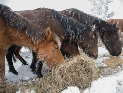 Собственикът на бедстващите коне обяви, че друг човек е виновен за тяхното състояние