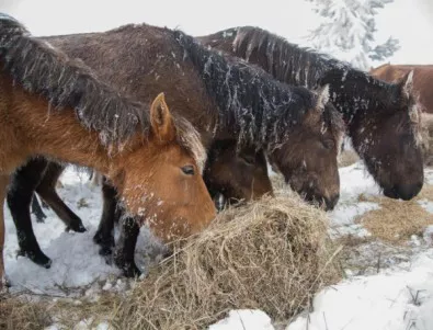 Собственикът на изоставените коне в Осогово взел 260 000 лв. субсидии за 5 г.