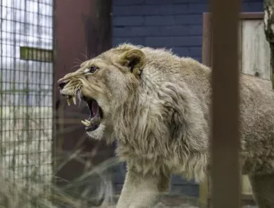 Още един български лъв е приютен в Холандия (СНИМКИ)