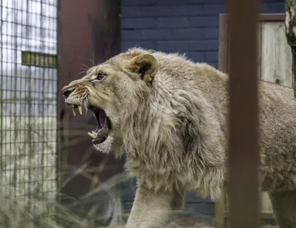 Още един български лъв е приютен в Холандия (СНИМКИ)