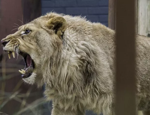 Домашен лъв уби собственика си 