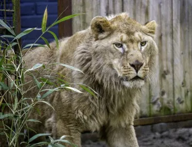 Търсят кой да издържа лъва във варненската зоологическа градина срещу 260 лв на месец