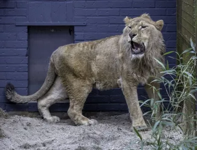 Лъвове избягаха от национален парк в ЮАР 