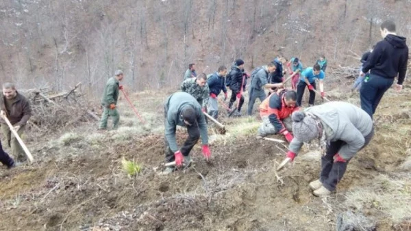 Над 40 деца взеха участие в доброволческа инициатива за залесяване на общинска гора в Тетевен