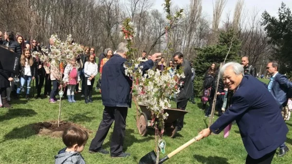 Ханами в Южния парк в София