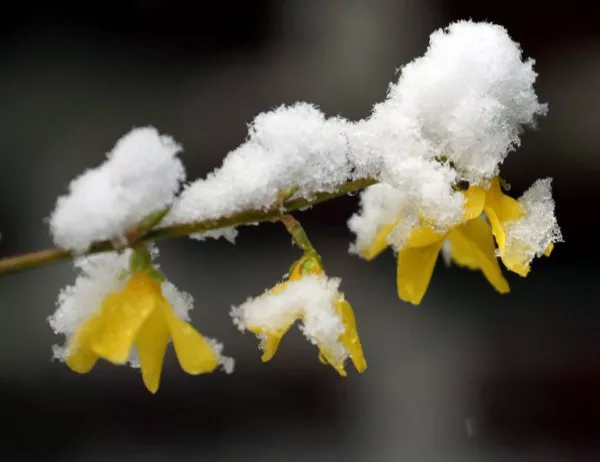 Жълт код за снеговалежи в цялата страна в понеделник