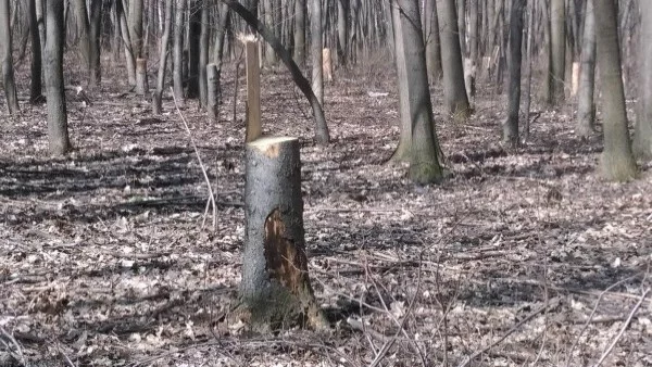 Реални мерки за сечта в Западен парк - до два-три месеца поне