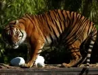 Индонезиец загина от нападение на рядко срещан тигър