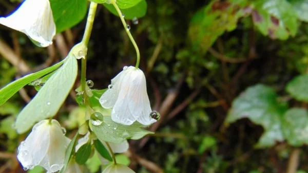 Прогноза за времето - 23 април (понеделник)