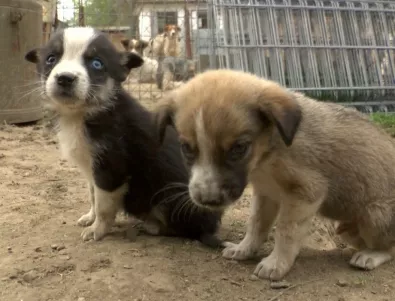 Благотворителен базар събира пари за бездомни животни в Благоевград