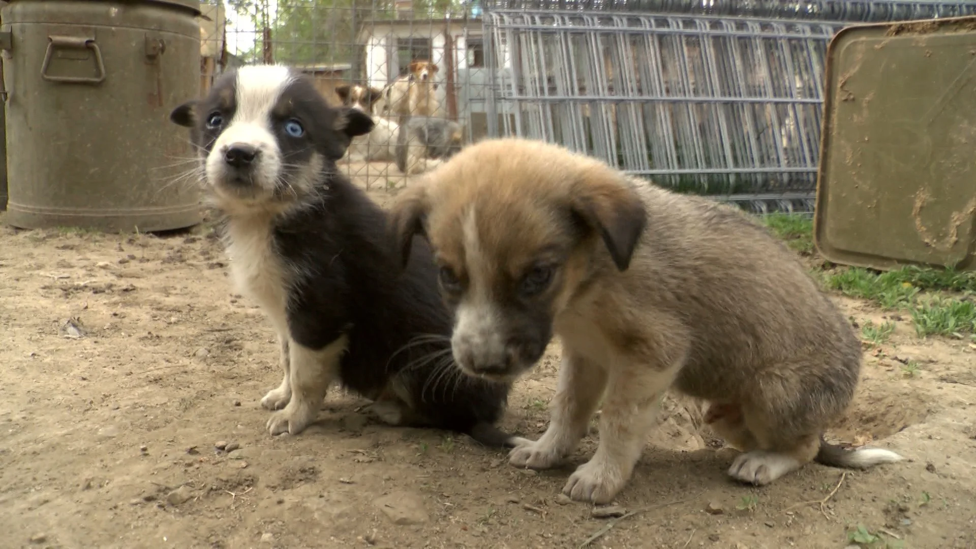 Полицията разследва убийство на кучета в Кирково