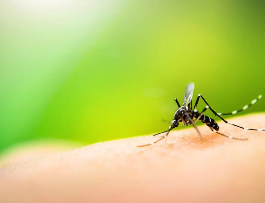 Учени: Комарите не могат да пренасят COVID-19 