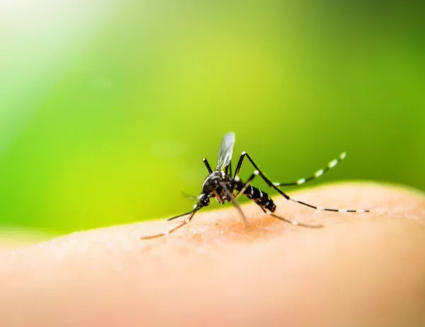 Как лесно да се отървем от комарите през лятото