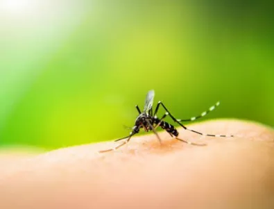 България и Румъния започват обща борба с комарите по Дунав 