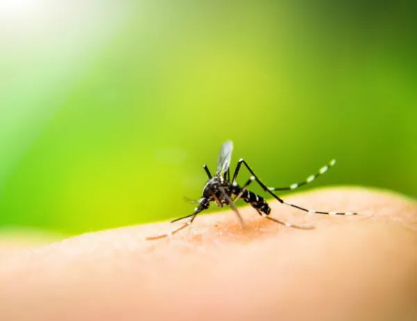 Въздушни обработки срещу ларви на комари в Бургас