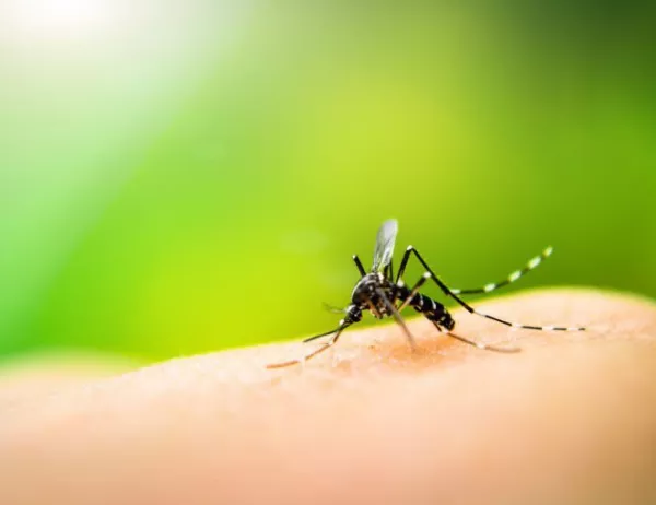 Здравното министерство нямало финансов ангажимент към пръскането срещу комари и кърлежи