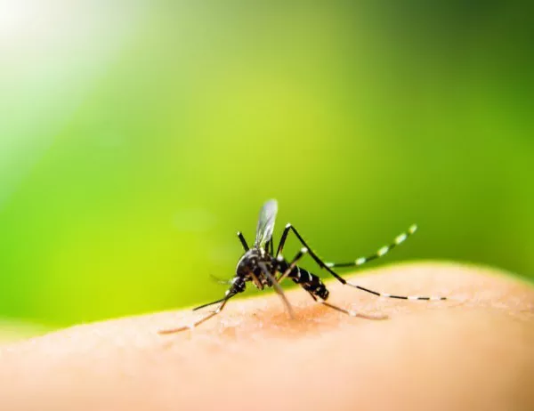 РЗИ- Варна проверява сигнал за наличието на тигрови комари 