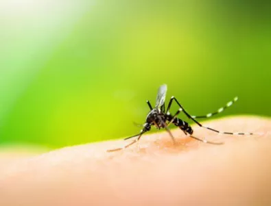 Учени предполагат, че комарите 