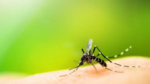 Учени предполагат, че комарите "поглъщат" пластмаса