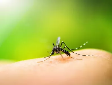 Създадоха ГМО гъба, която убива маларийни комари