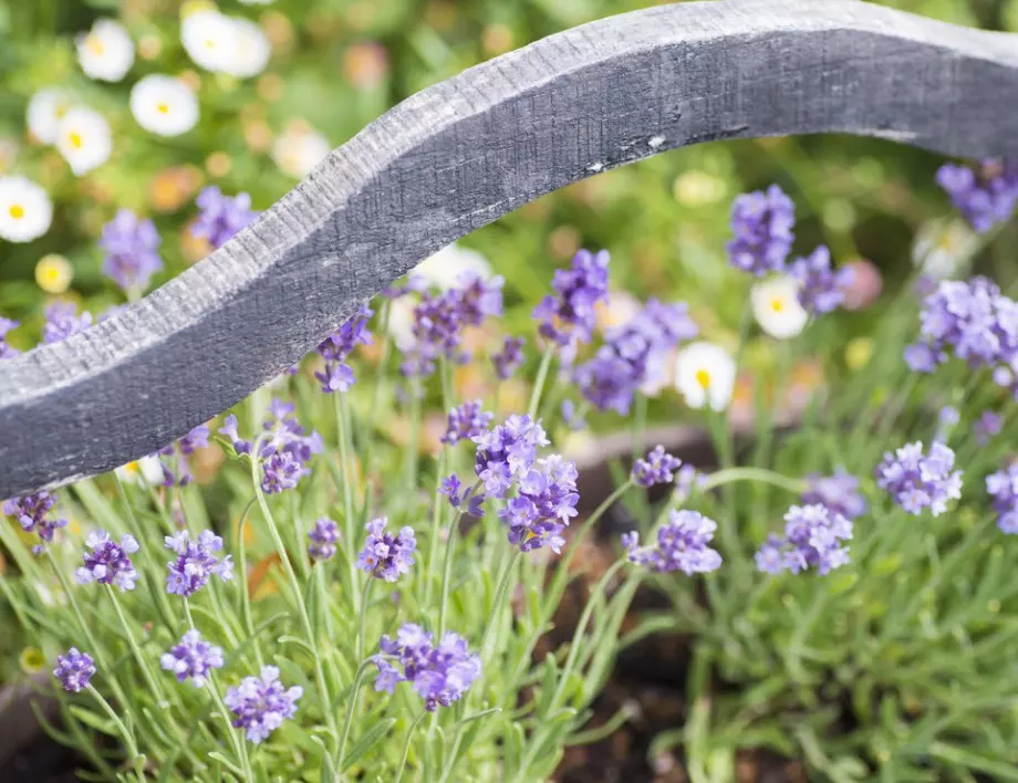 Засадете ТЕЗИ растения в градината, за да прогоните комарите