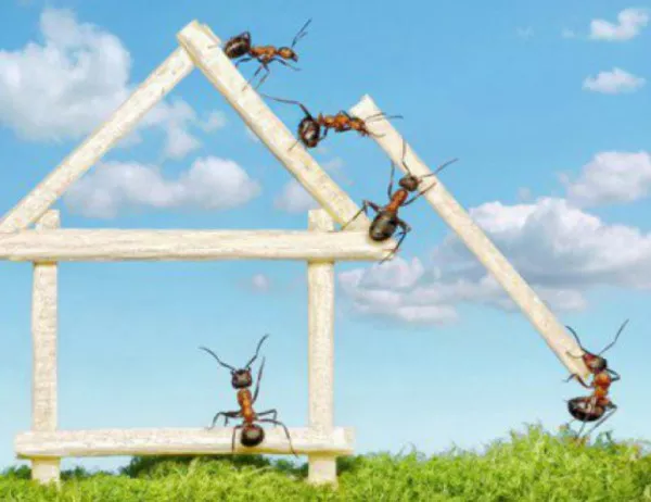 5 съвета как да изгоните мравките от дома си
