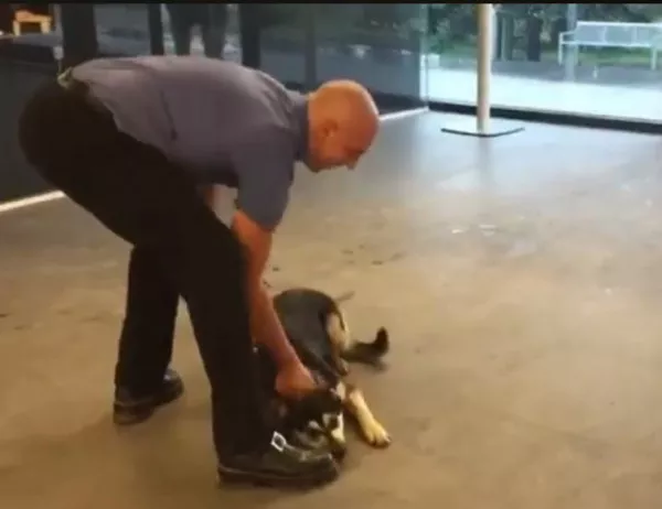 Куче нахлу в НБУ, вижте какво направи охраната с него (ВИДЕО)