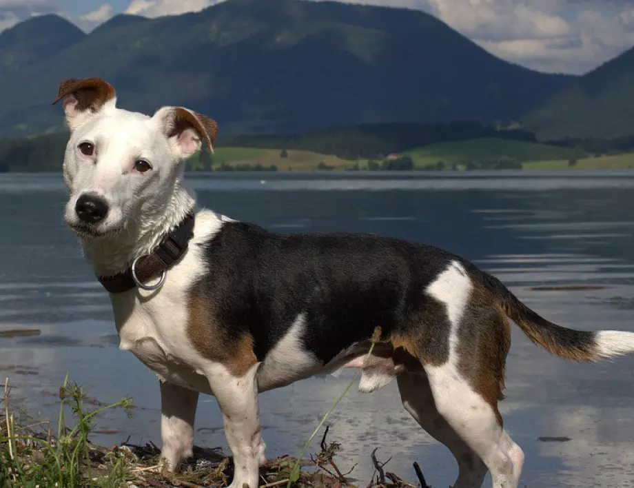 Знаете ли кои породи кучета живеят най-дълго?