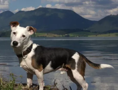 Първата дама на Бразилия скочила в езеро, за да спаси кучето си