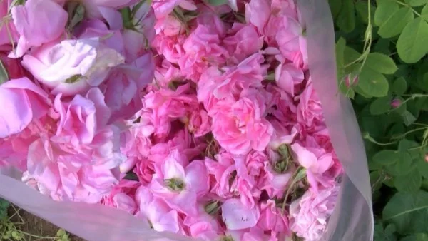 Дестилериите ще изкупят максимално възможно количество розов цвят