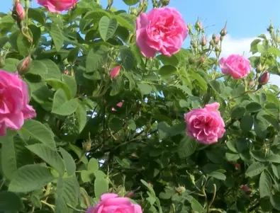 Как да се погрижим правилно за розите в градината през пролетта
