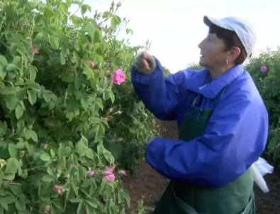 Производителите на рози не виждат как ще обират реколта със стандартните мерки срещу коронавируса