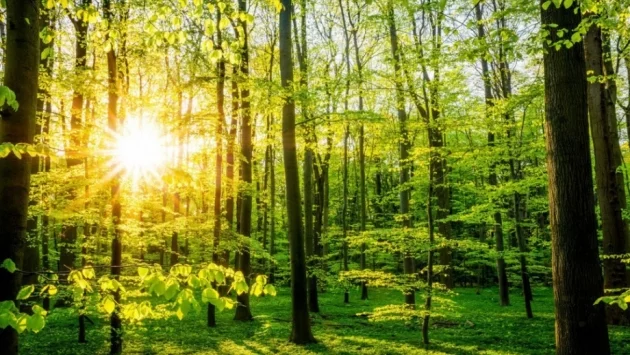 Над половината от застрашените дървета в Европа са пред изчезване 