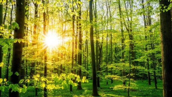 Цитати от "Изкуството и науката на горското къпане" от Д-р Цин Ли 