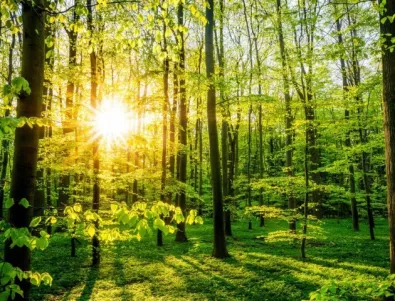 Учени изчислиха колко нови дървета ще ни спасят от глобалното затопляне 