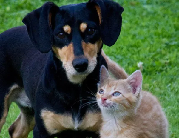 Смъртоносни болести дебнат милиони кучета и котки заради стопаните им антиваксъри