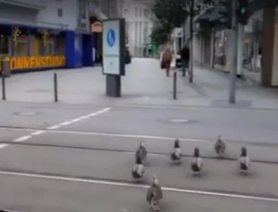 В Германия патките пресичат на зелено (ВИДЕО)