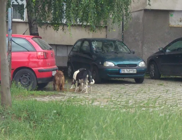 Деца и родители с подписка – искат приют за бездомни кучета в Асеновград