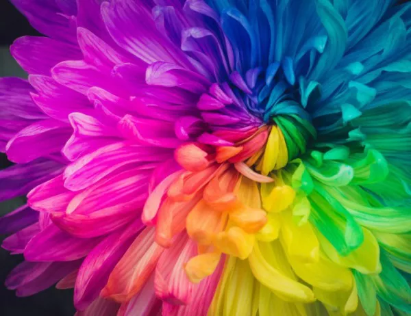 Настъпи Холи - празникът на цветовете
