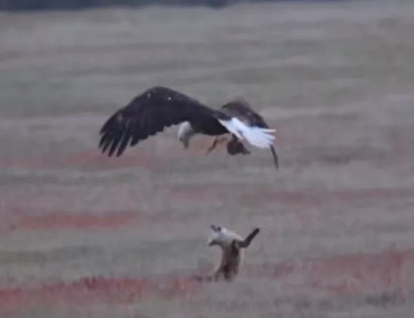 Драматичен бой между лисица и орел заради заек (ВИДЕО)