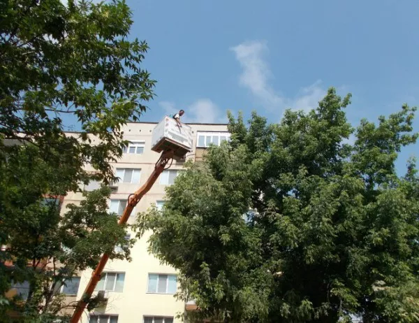 Община Видин извършва обработка на дърветата срещу вредители 