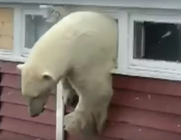 Бяла мечка се заклещи в прозорец след като преяде с шоколад (ВИДЕО)